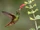 Rufous-tailed Hummingbird