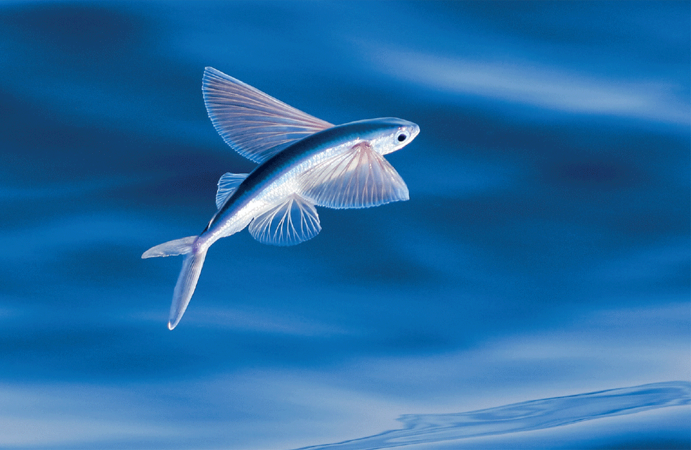 Flying Fish National Geographic Fish, Ocean Animals, Animals Beautiful