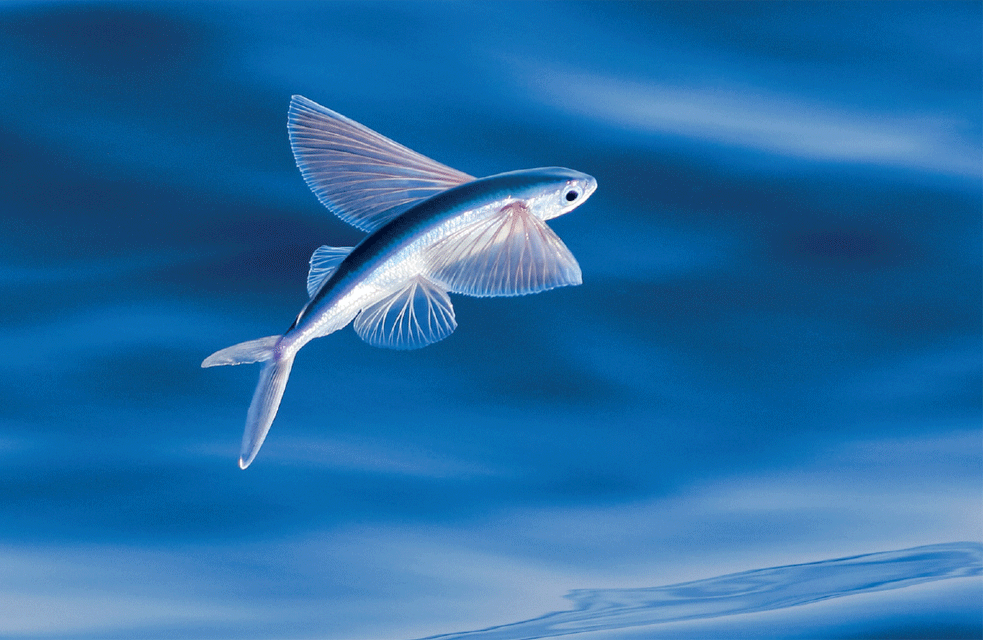 California flying fish - Wikipedia