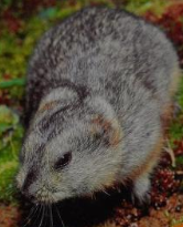 Northern Collared Lemming, Wild Kratts Wiki