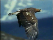 Incredible Journeys (1997)