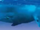 Sharks and Predators of the Deep