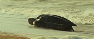 Oceans (2009)