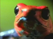 Toadskin Spell (1994)