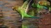Budgerigar