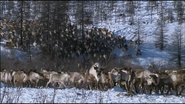 Wild Russia (2008)