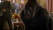 Zoo (2015-2017)