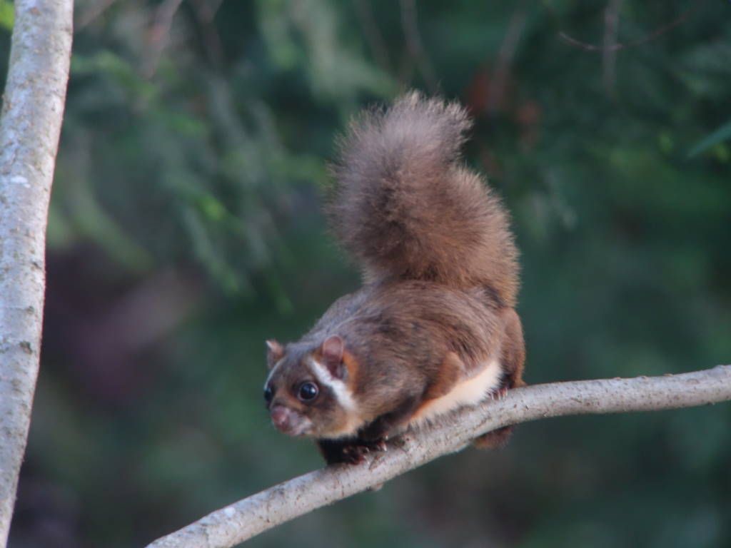 japanese flying squirrel