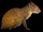 Black-rumped Agouti