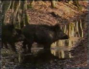 Chateau Safari (1993)