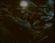 Lifesense (1991)