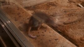 Polynesian Rat