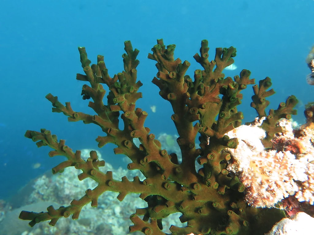 Tubastraea Micrantha NatureRules1 Wiki Fandom