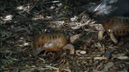 Wild Asia (2002)