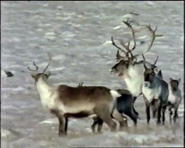 Alaskan Summer (1982)