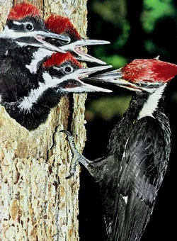 Pileated Woodpecker Naturerules1 Wiki Fandom