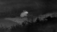 Autumnwatch: New England (2018)