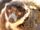 Mongoose Lemur