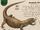 Scary Creatures Lizards