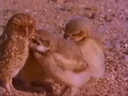The Magic of Baby Animals (1997)