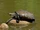 Arrau Turtle