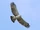 Changeable Hawk-eagle