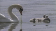 Amazing Animals (1996-1999)
