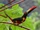 Fiery-billed Aracari