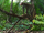Dendropithecus