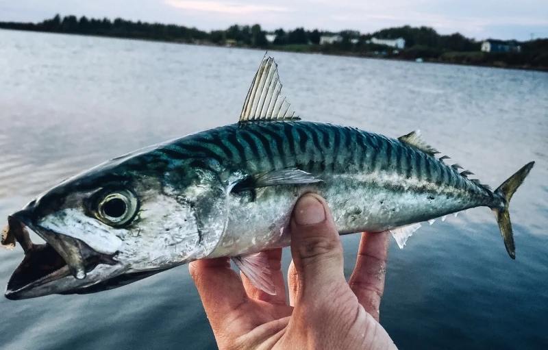 Atlantic Mackerel NatureRules1 Wiki Fandom