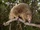 Bristle-spined Rat