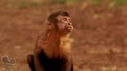 George of the Jungle 2 (2003)