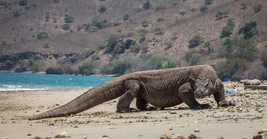 Indonesia-2012-922 feat