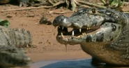 How Nature Works (2012)
