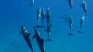 Sharks of Hawaii (2021)