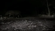 Stalking the Jaguar (2006)