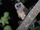 Ashy-Faced Owl