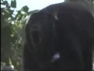 Amazing Animals (1996-1999)