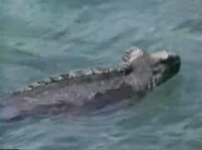 Amazing Animals (1996-1999)