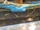 Asian Swamp Eel