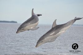 Burrunan Dolphin