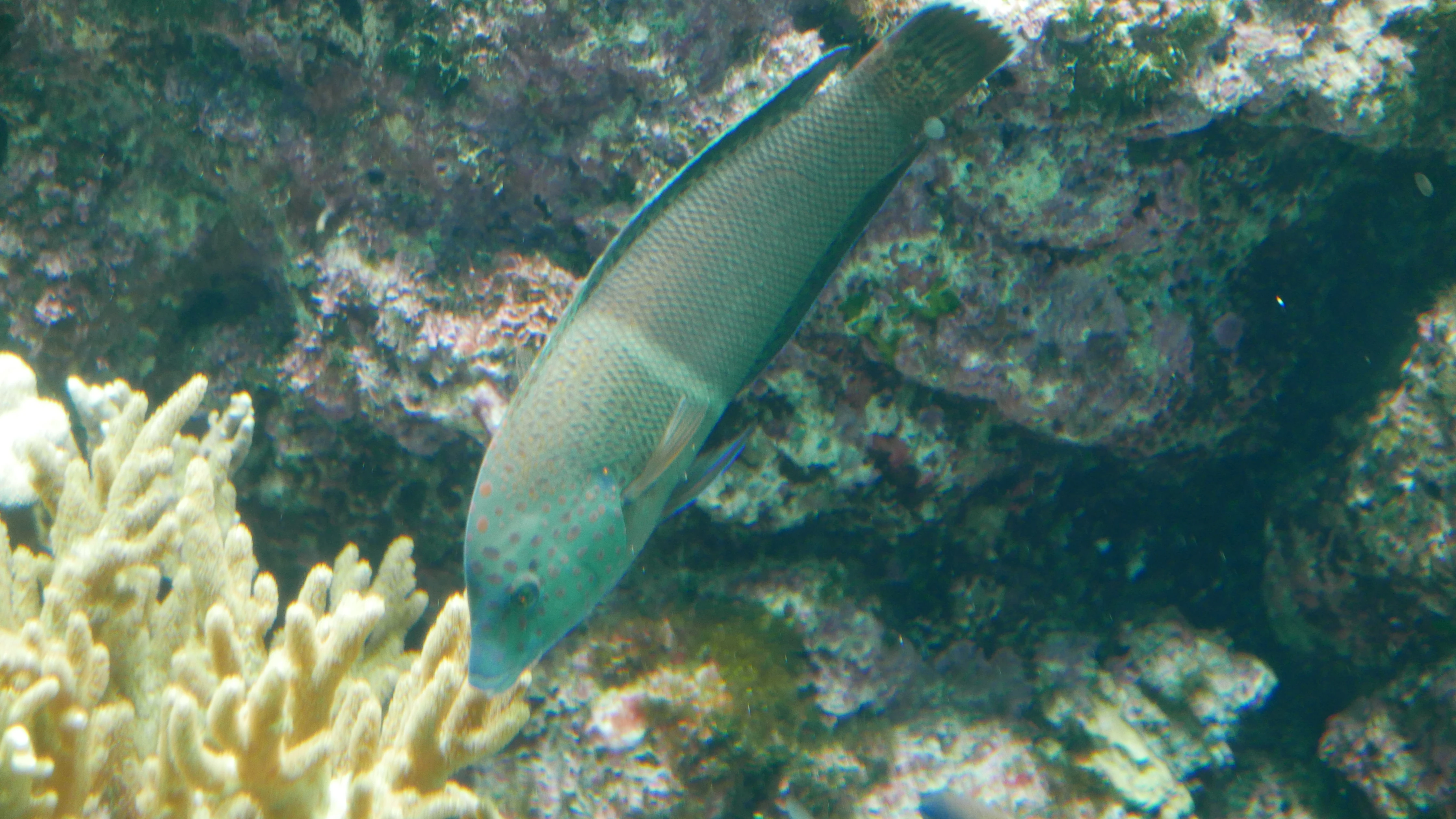 Clown Coris | NatureRules1 Wiki | Fandom, image size:4480x2520