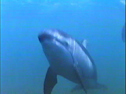 Dolphins: Close Encounters (1992)