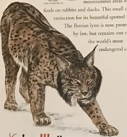Eurasian Lynx, NatureRules1 Wiki
