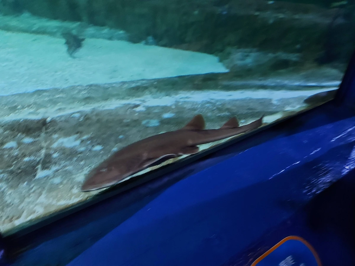 Grey Bamboo Shark NatureRules1 Wiki Fandom