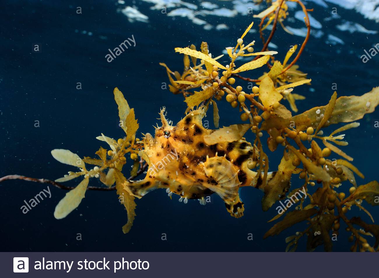 Sargassumfish | NatureRules1 Wiki | Fandom