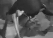 Something for the Birds (1952)