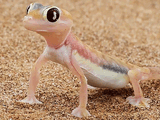 Namib Web-footed Gecko