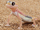 Namib Web-footed Gecko