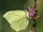 Common Brimstone